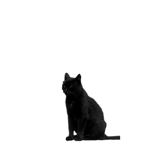 A Charming Black Cat Sitting Gracefully With A Blurred Urban Background. 19435 - Cat PNG image with transparent background